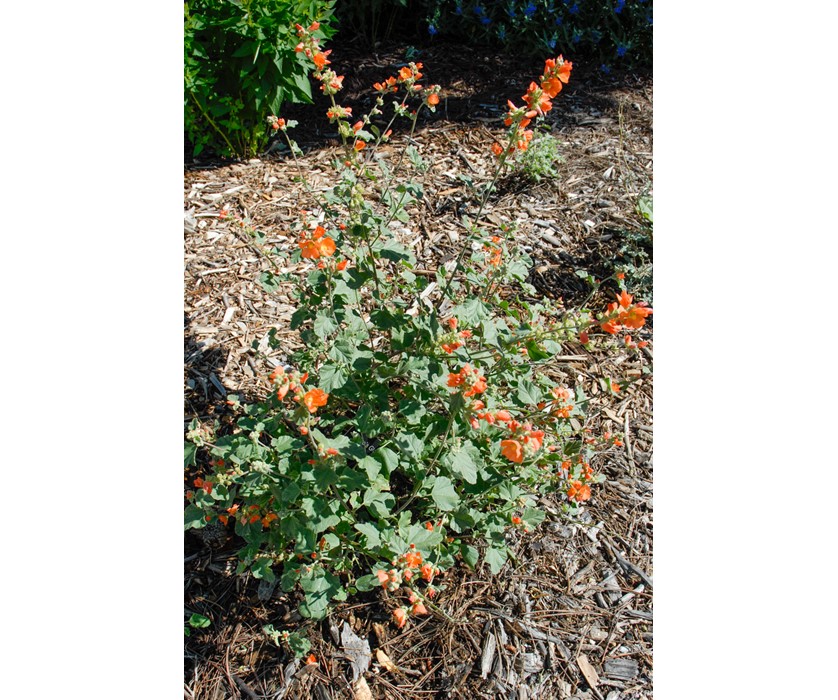 Munro's Globemallow
